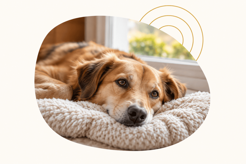 Golden dog resting on a knitted blanket