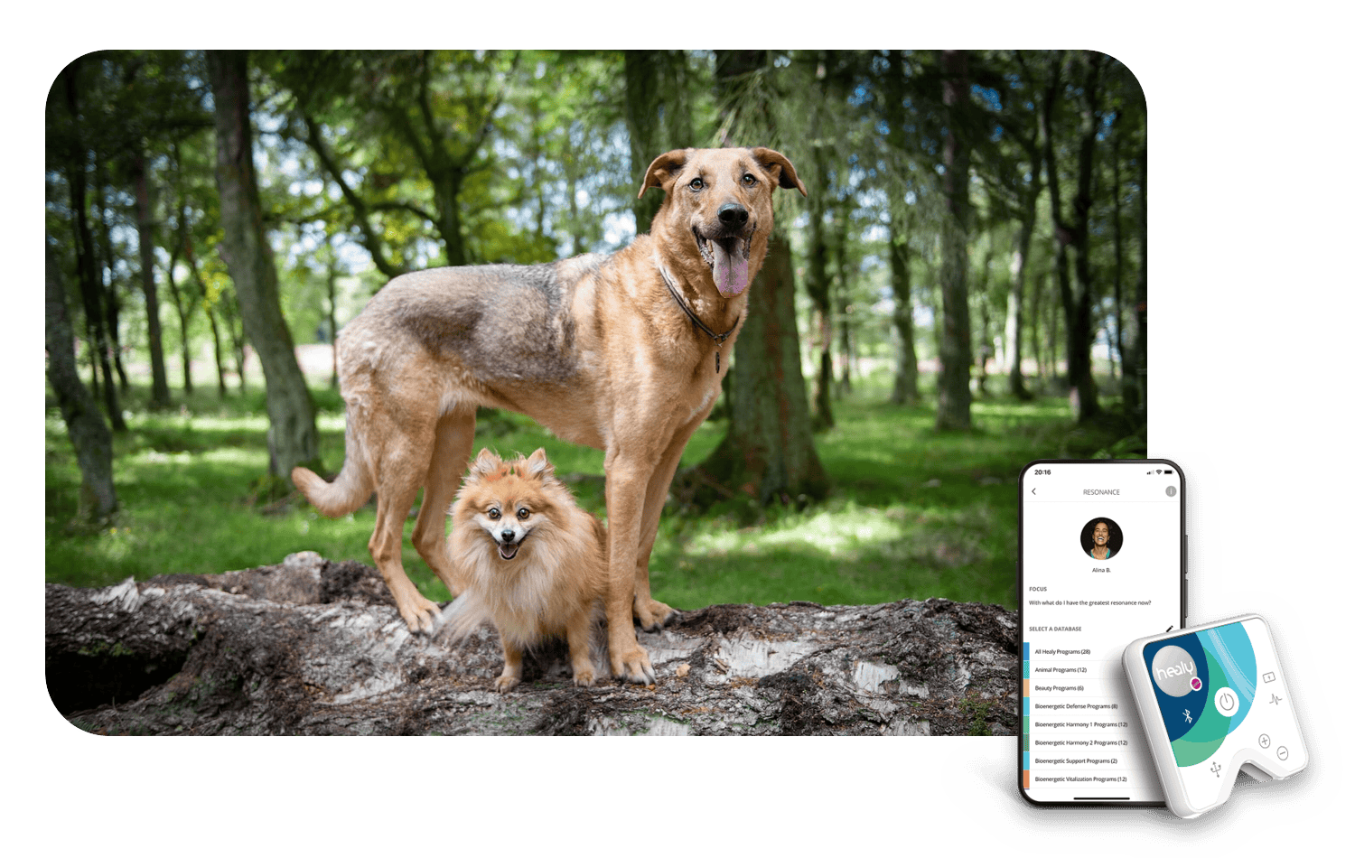 Dogs alongside a Healy frequency support device